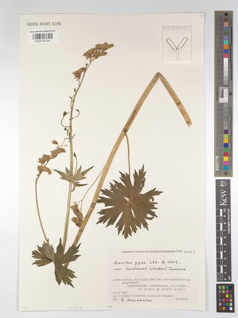 Aconitum gigas photo 2