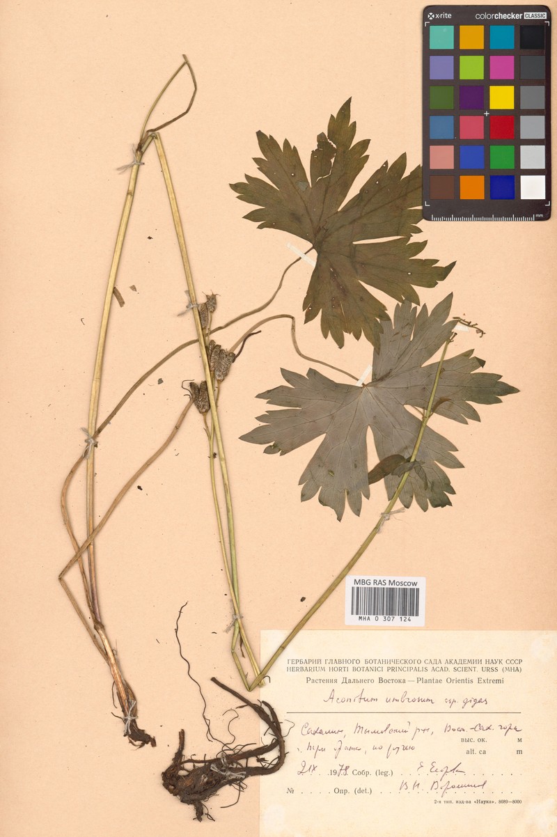 Aconitum gigas photo 4