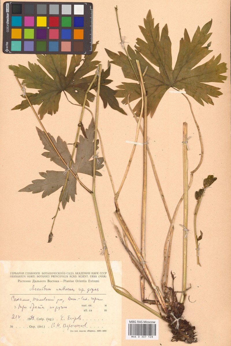 Aconitum gigas photo 5