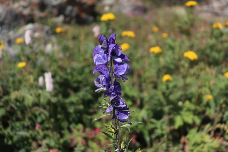 Aconitum glandulosum