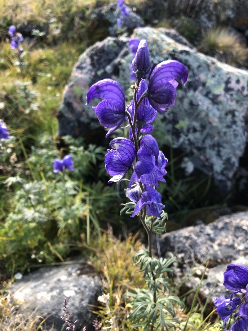 Aconitum glandulosum photo 2