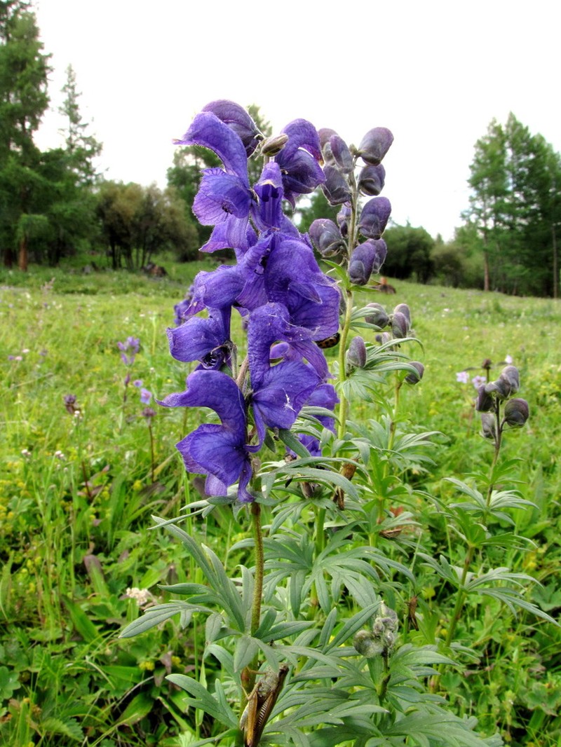 Aconitum glandulosum photo 3