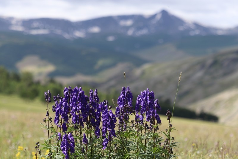 Aconitum glandulosum photo 4