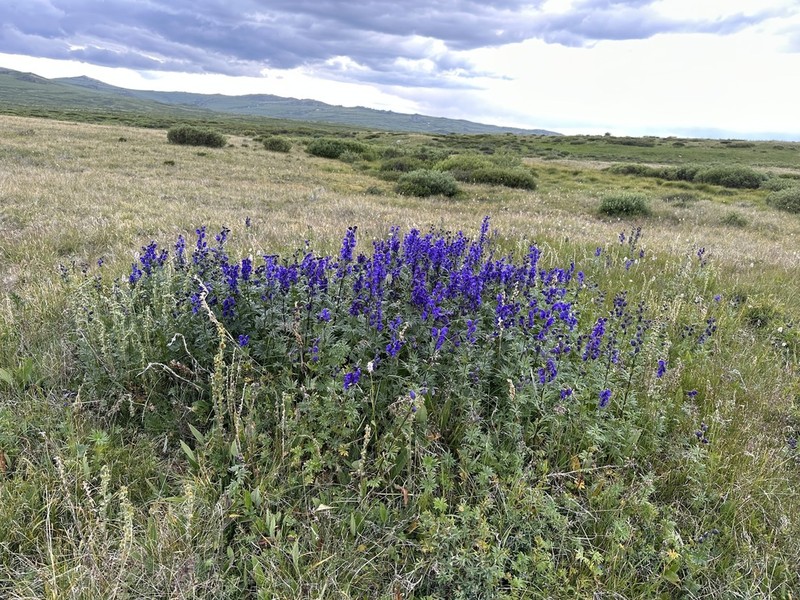 Aconitum glandulosum photo 5