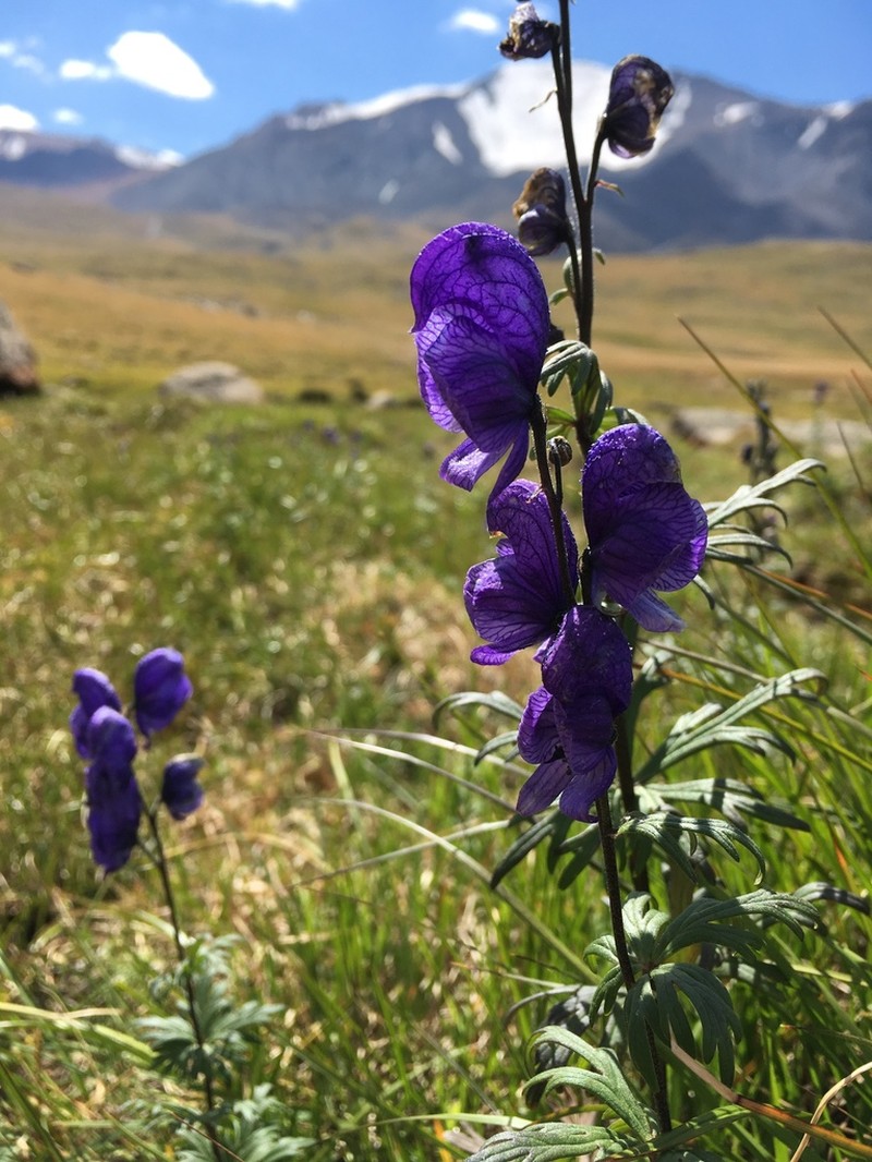 Aconitum glandulosum photo 6