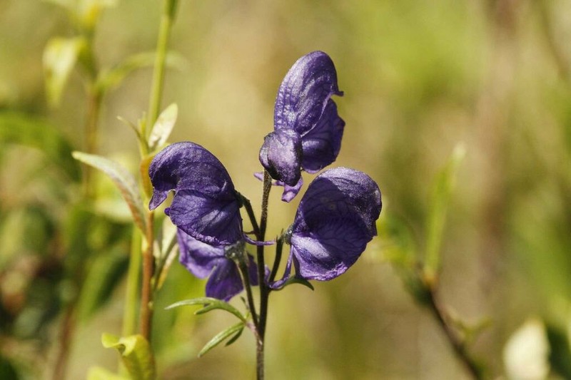 Aconitum glandulosum photo 7