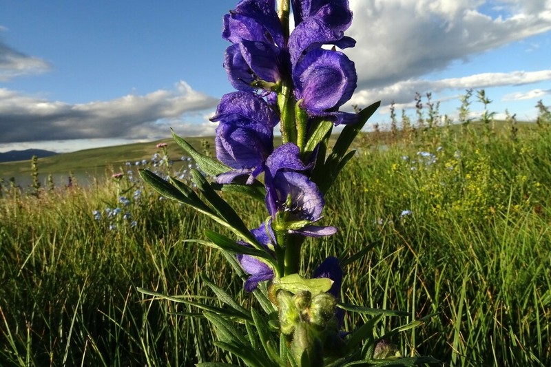 Aconitum glandulosum photo 8