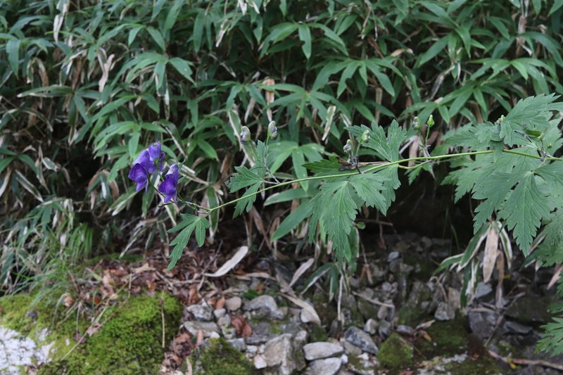 Aconitum grossedentatum photo 2