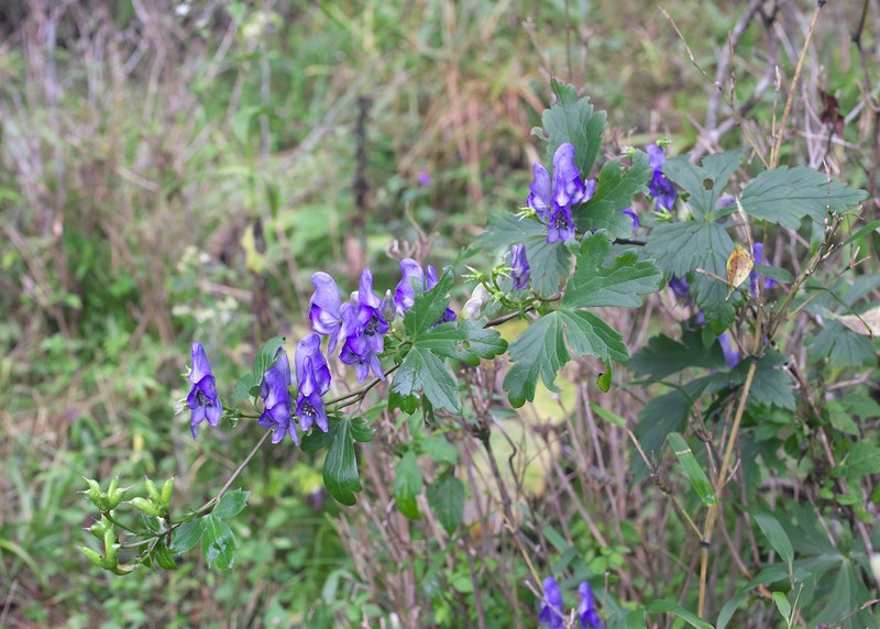 Aconitum grossedentatum photo 4