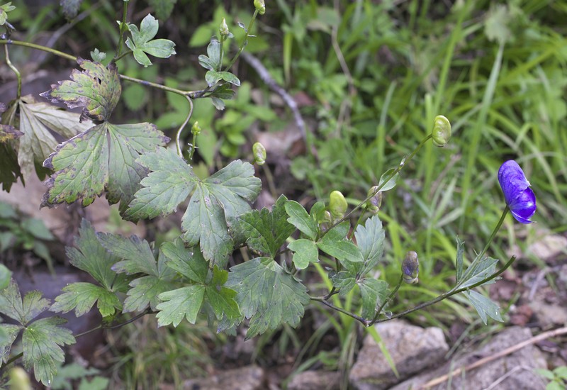 Aconitum grossedentatum photo 5