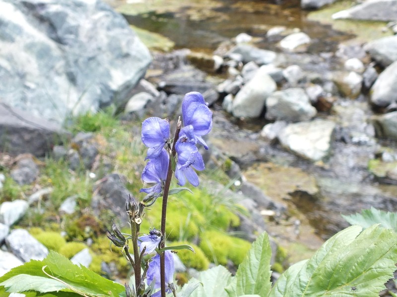 Aconitum gubanovii