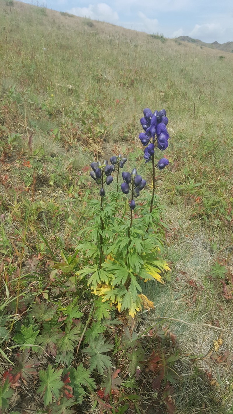 Aconitum gubanovii photo 2