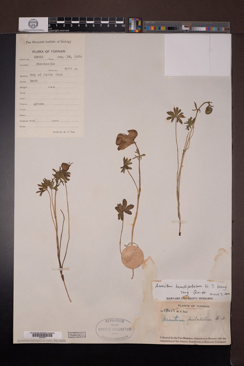 Aconitum hamatipetalum