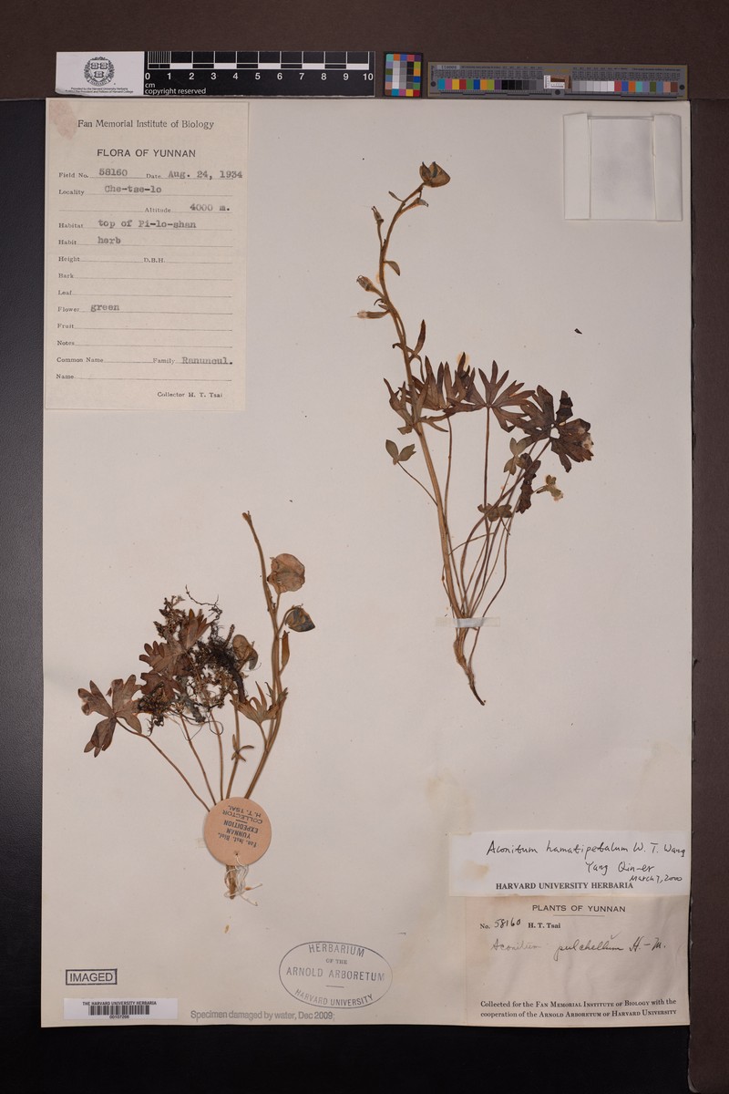 Aconitum hamatipetalum photo 2