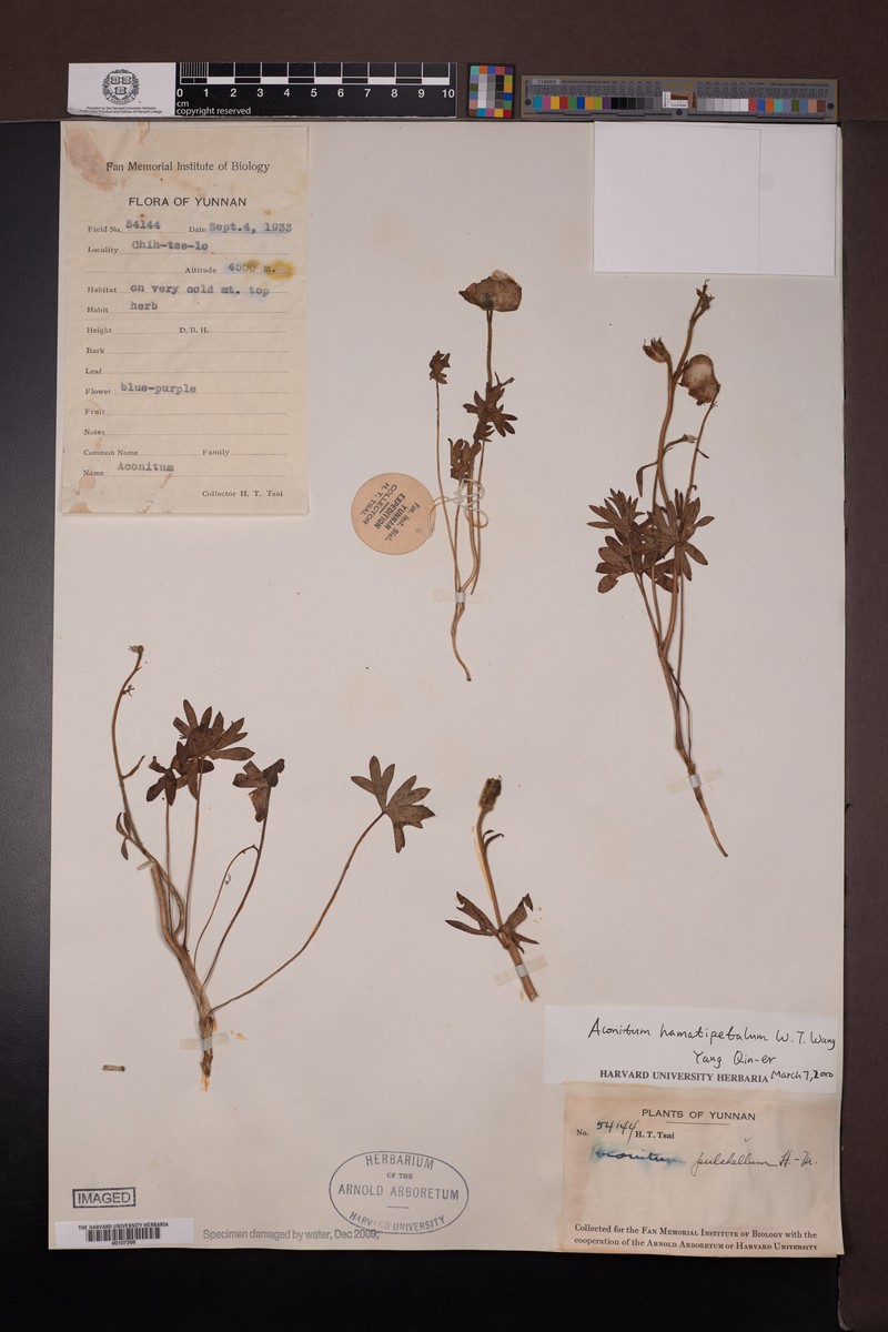Aconitum hamatipetalum photo 3