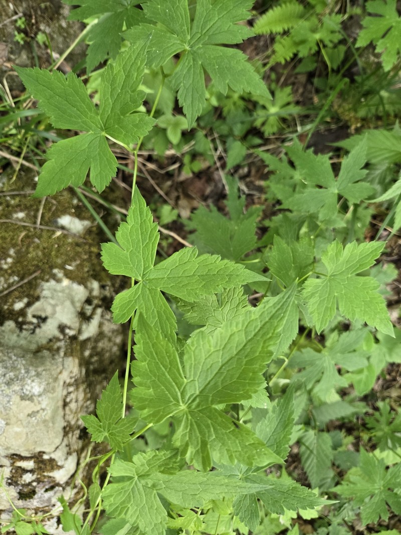 Aconitum hemsleyanum photo 3