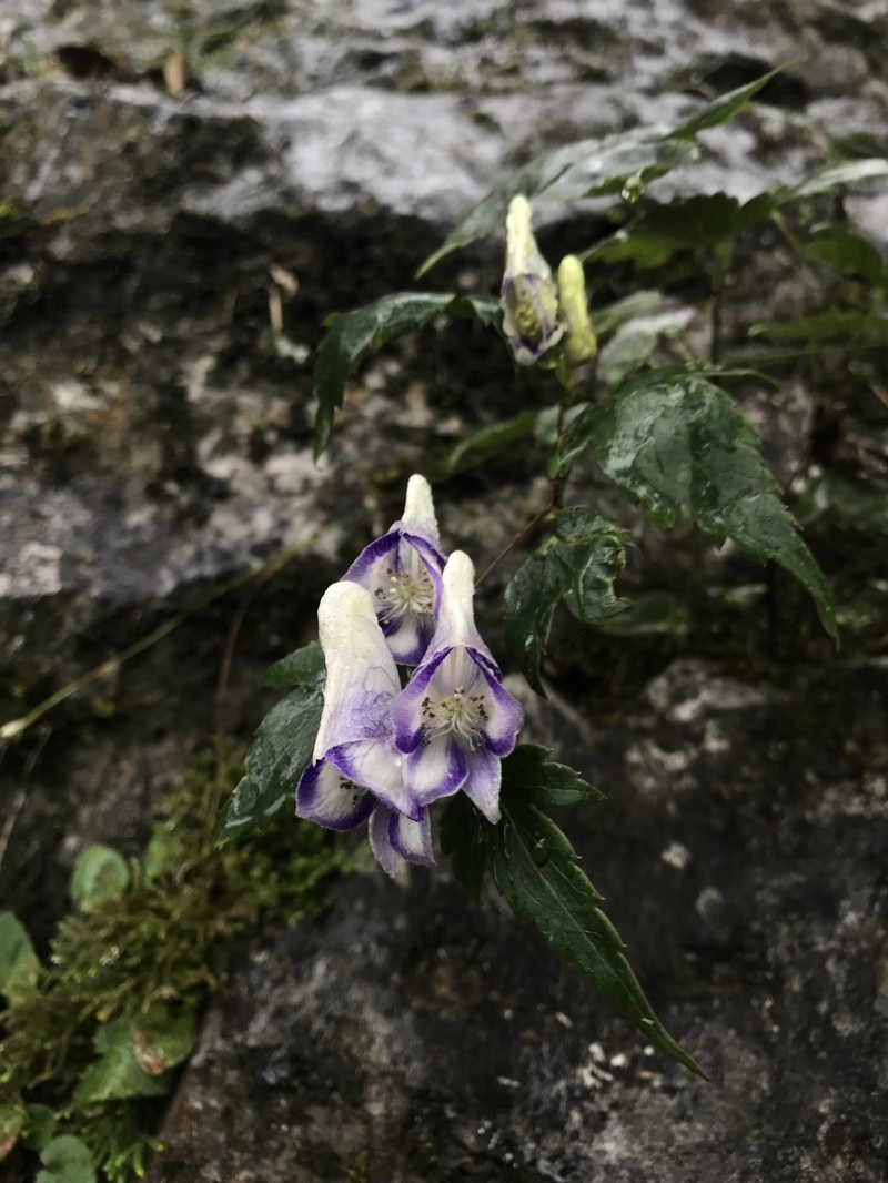 Aconitum hemsleyanum photo 4