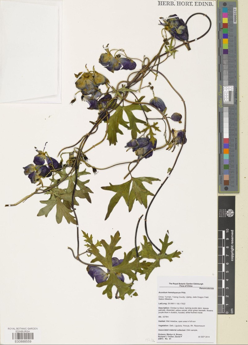 Aconitum hemsleyanum photo 5
