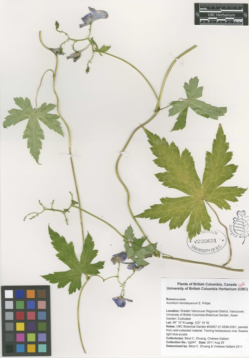 Aconitum hemsleyanum photo 6