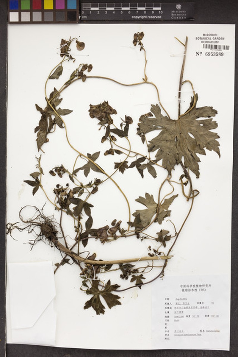 Aconitum hemsleyanum photo 8