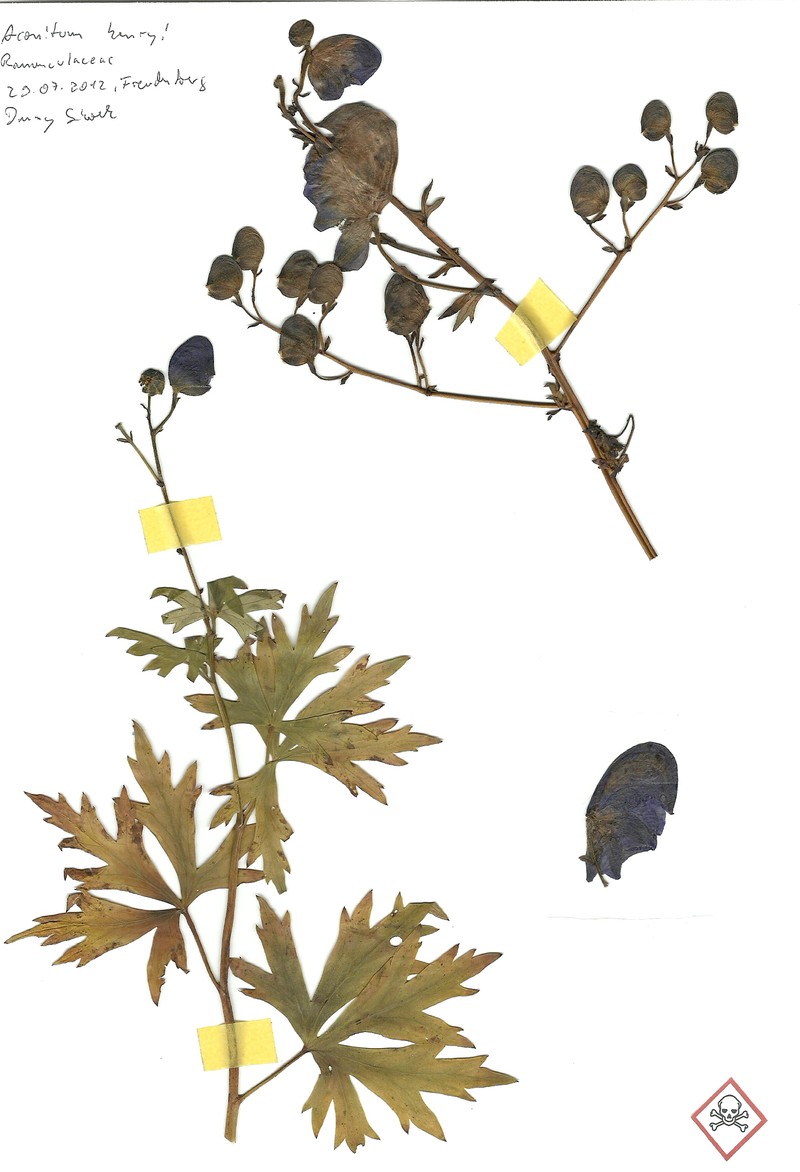 Aconitum henryi photo 2