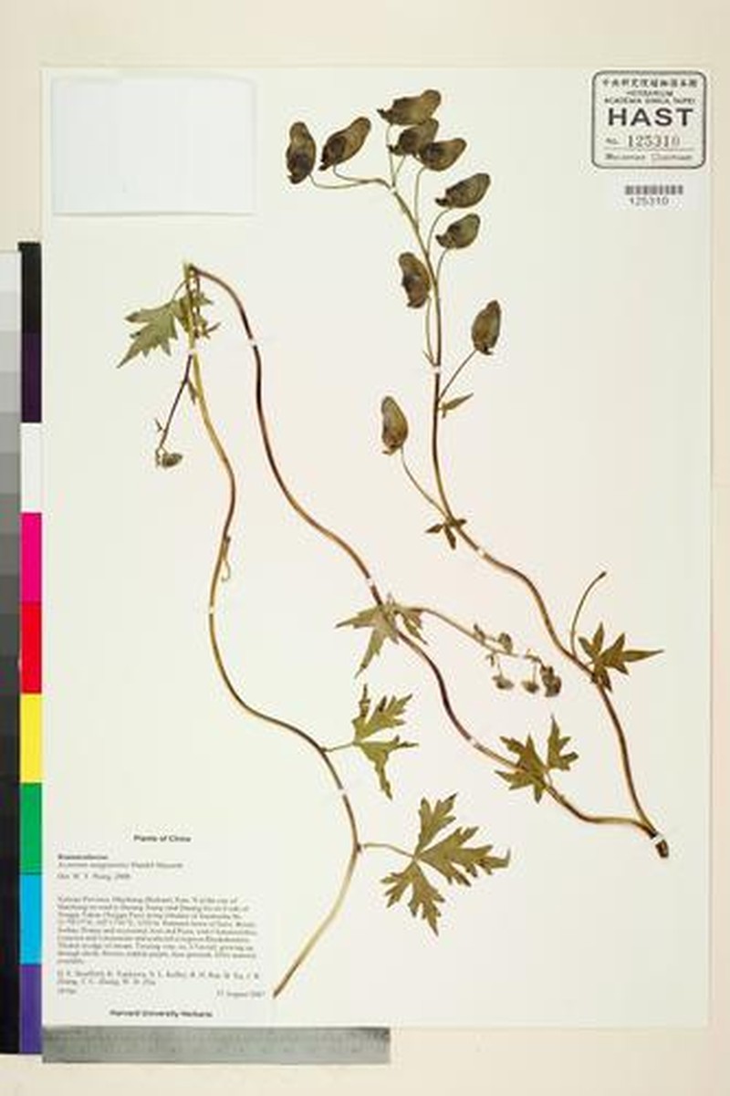 Aconitum henryi photo 3