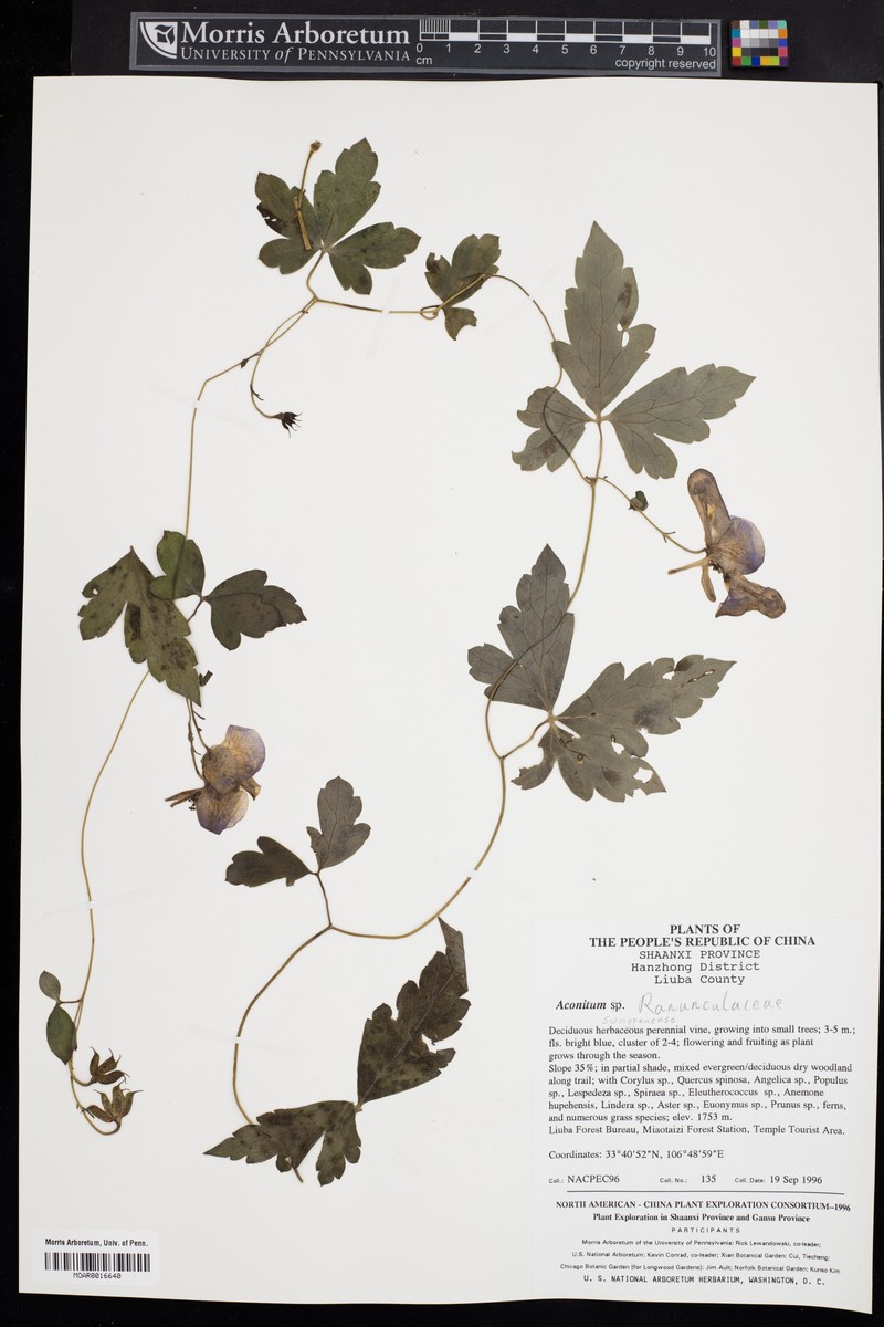 Aconitum henryi photo 4
