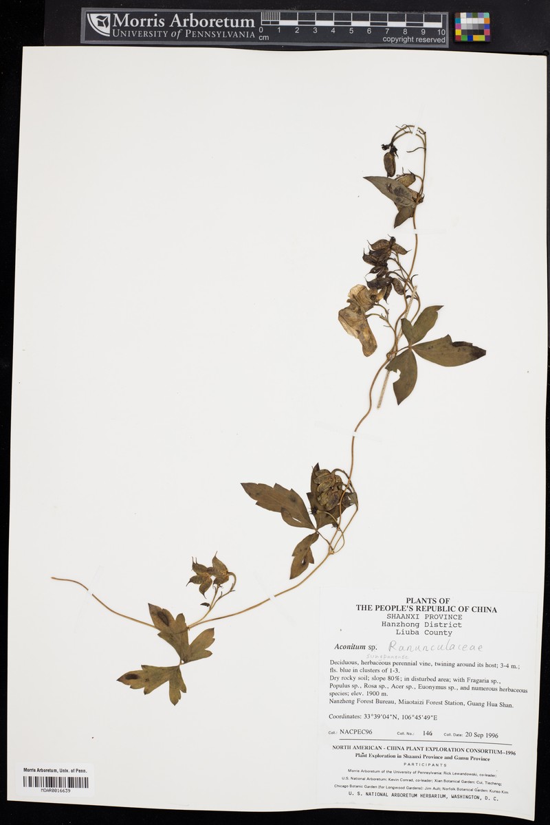 Aconitum henryi photo 5