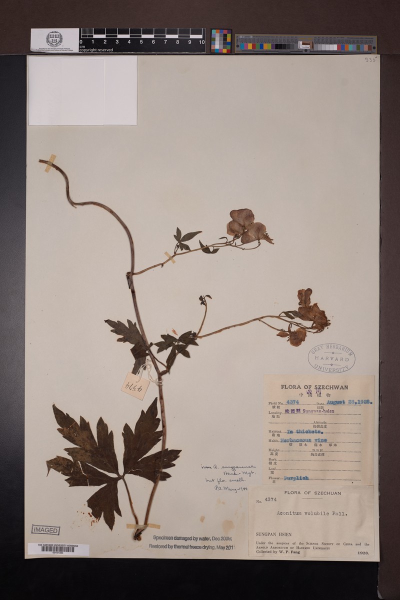 Aconitum henryi photo 7