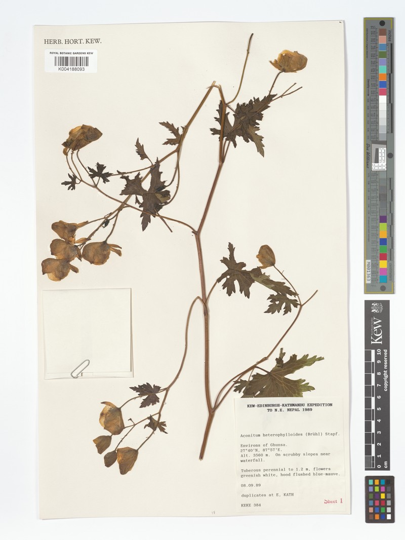 Aconitum heterophylloides