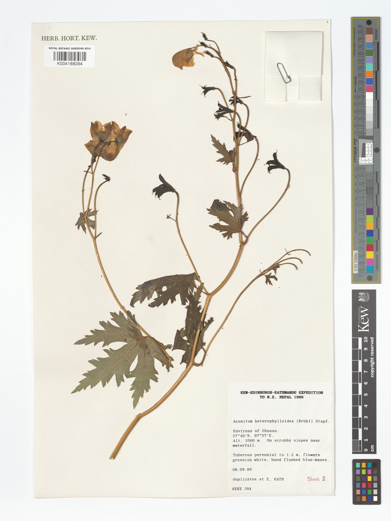 Aconitum heterophylloides photo 2
