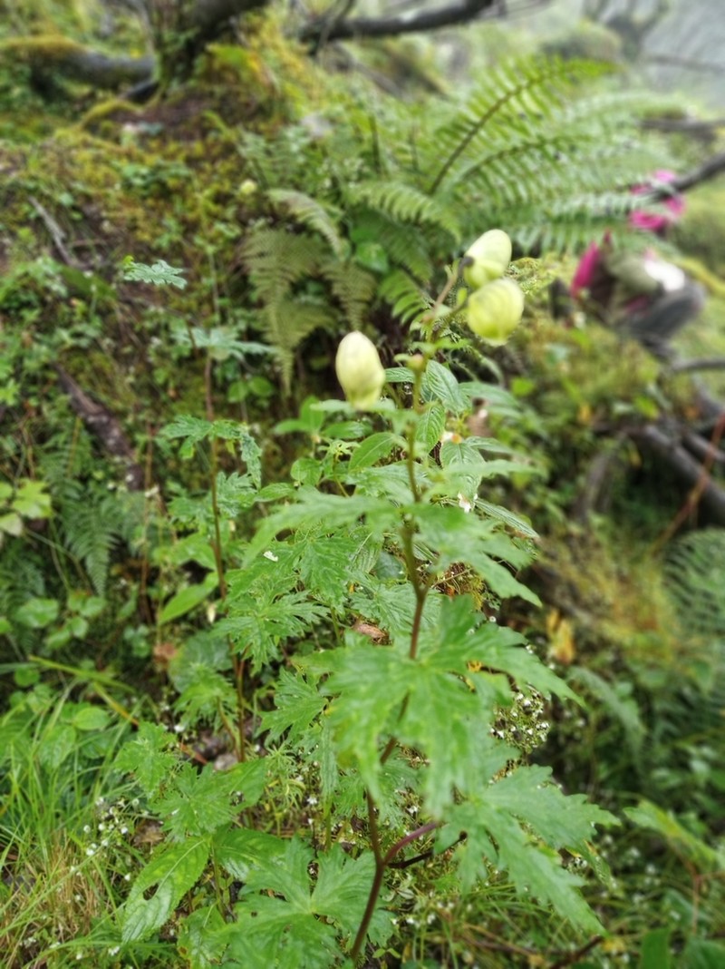 Aconitum heterophyllum photo 2