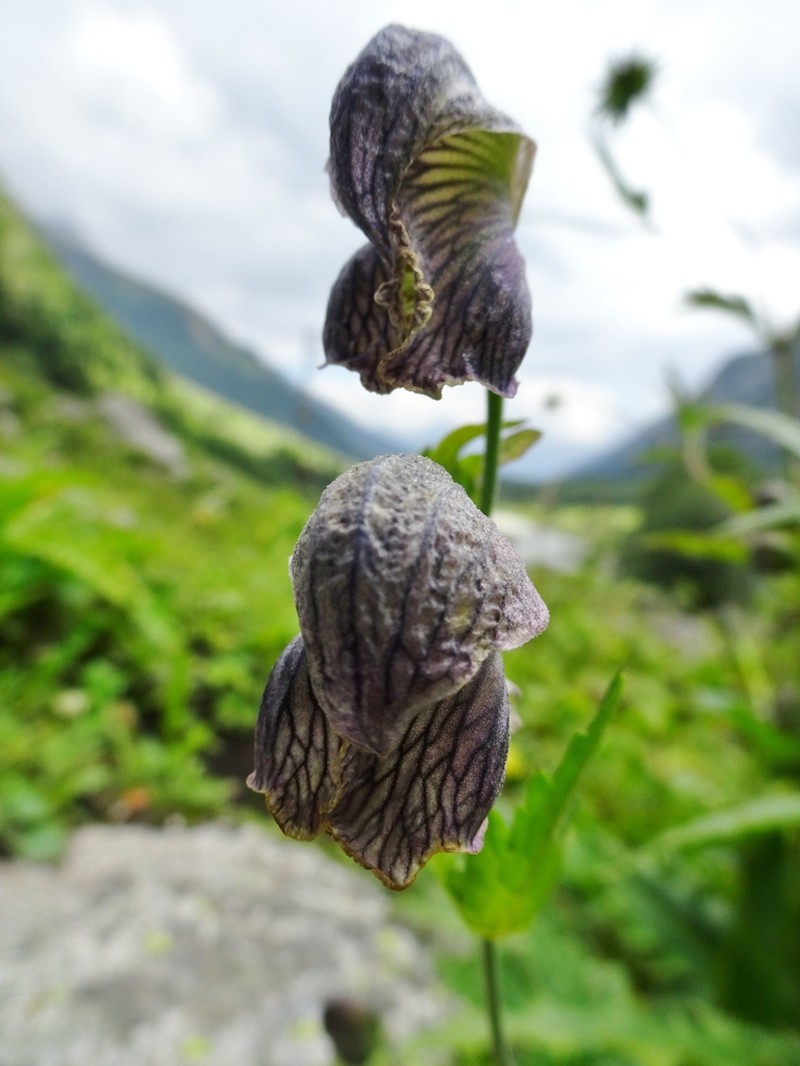 Aconitum heterophyllum photo 3