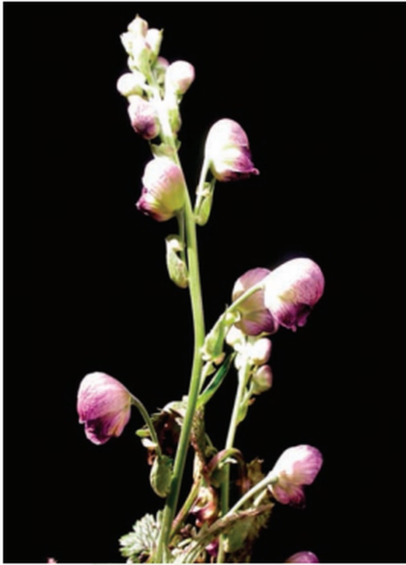 Aconitum heterophyllum photo 6