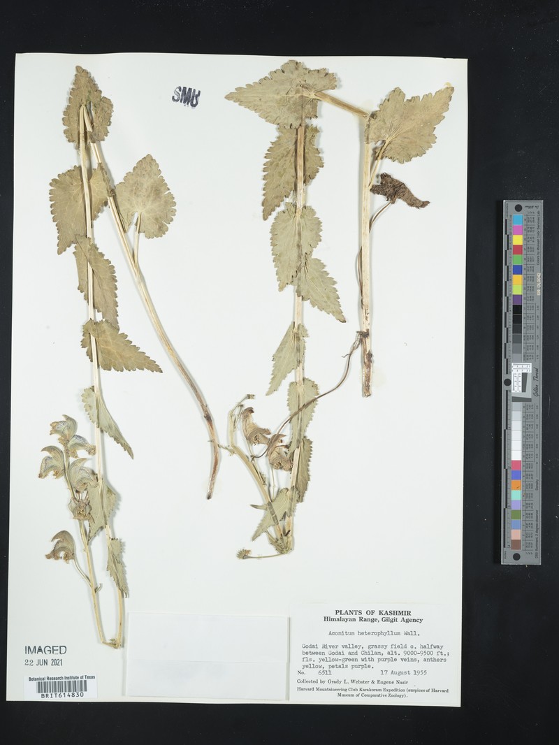Aconitum heterophyllum photo 7