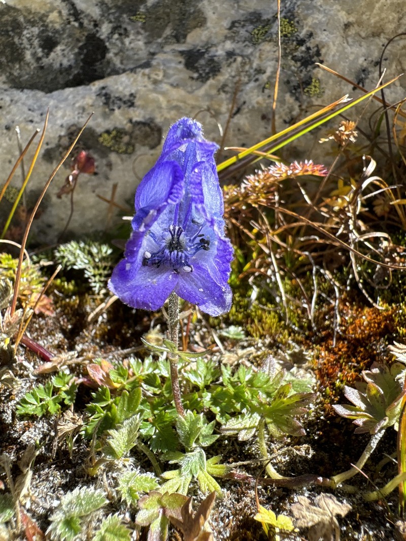 Aconitum hookeri photo 2