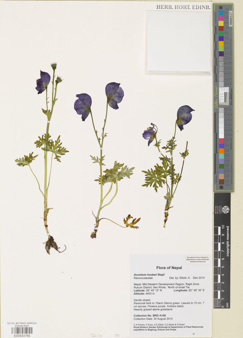 Aconitum hookeri photo 3