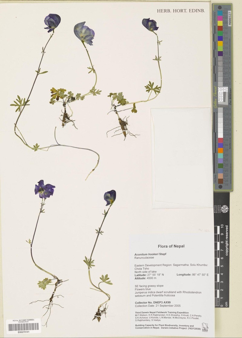 Aconitum hookeri photo 4