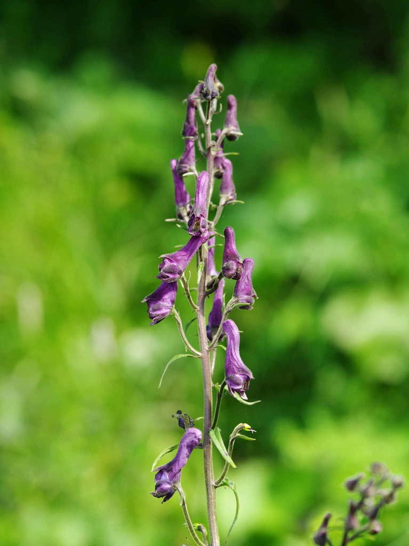 Aconitum hopeiense photo 2