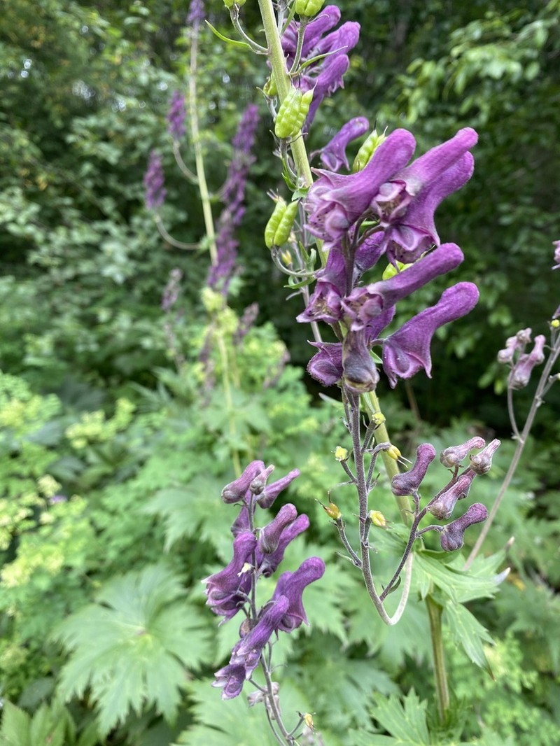 Aconitum hopeiense photo 3