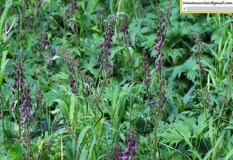 Aconitum hopeiense photo 4