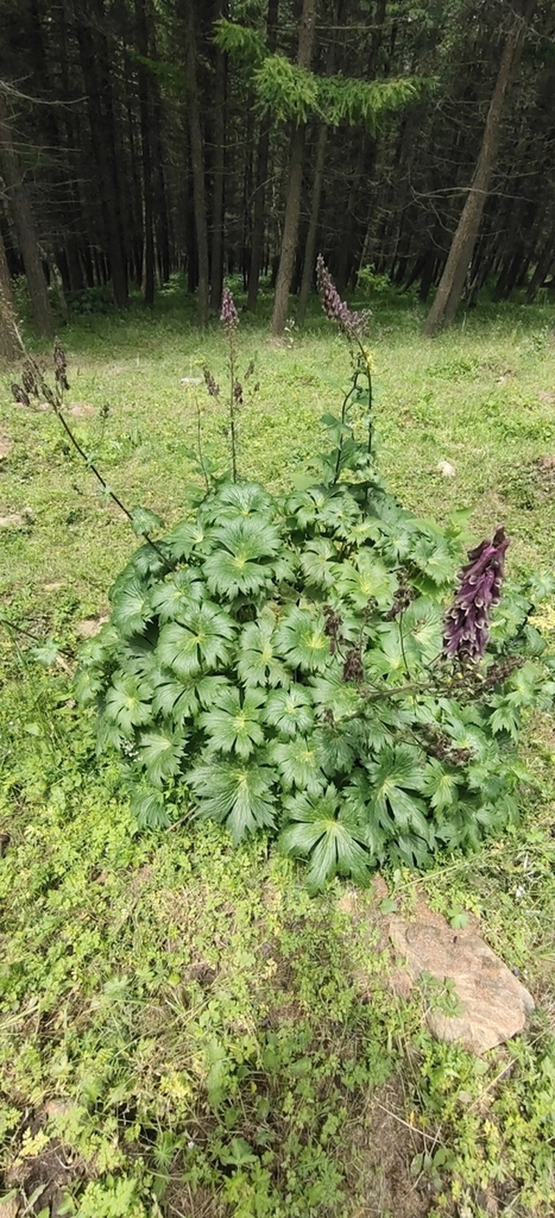 Aconitum hopeiense photo 5