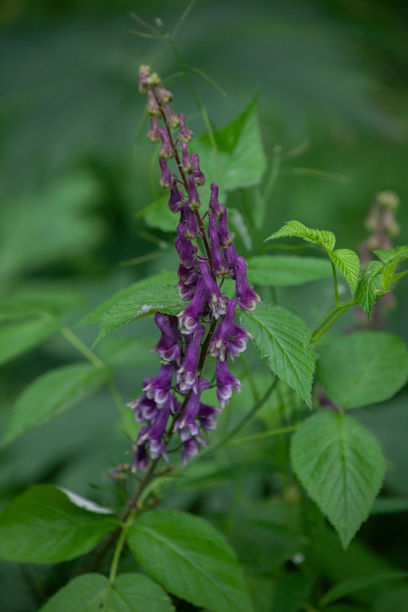Aconitum hopeiense photo 6