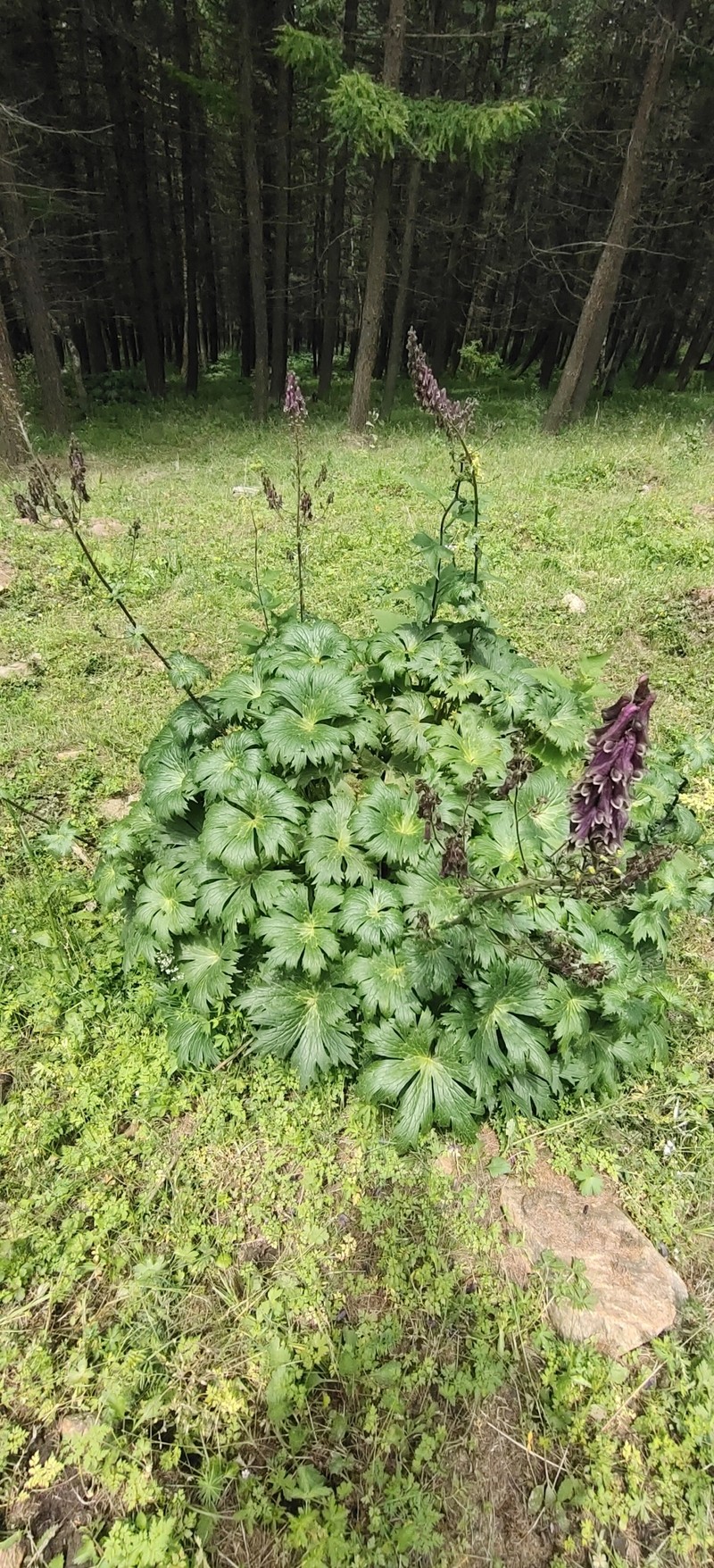 Aconitum hopeiense photo 7
