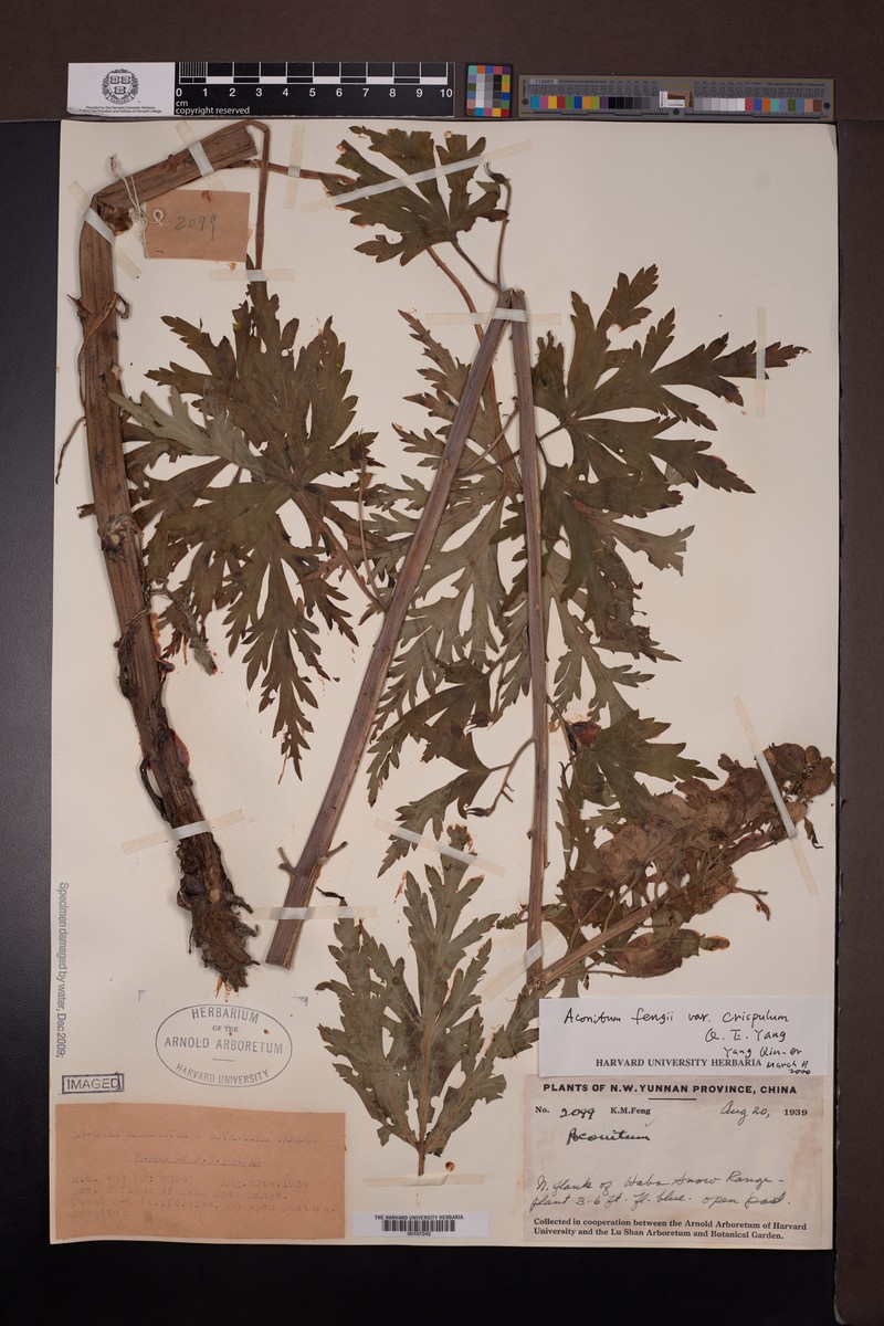 Aconitum incisofidum