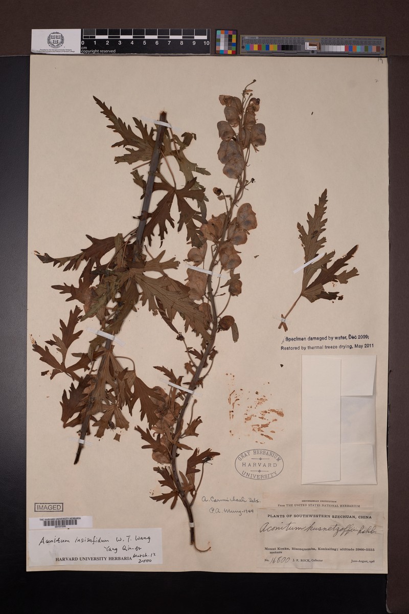 Aconitum incisofidum photo 2