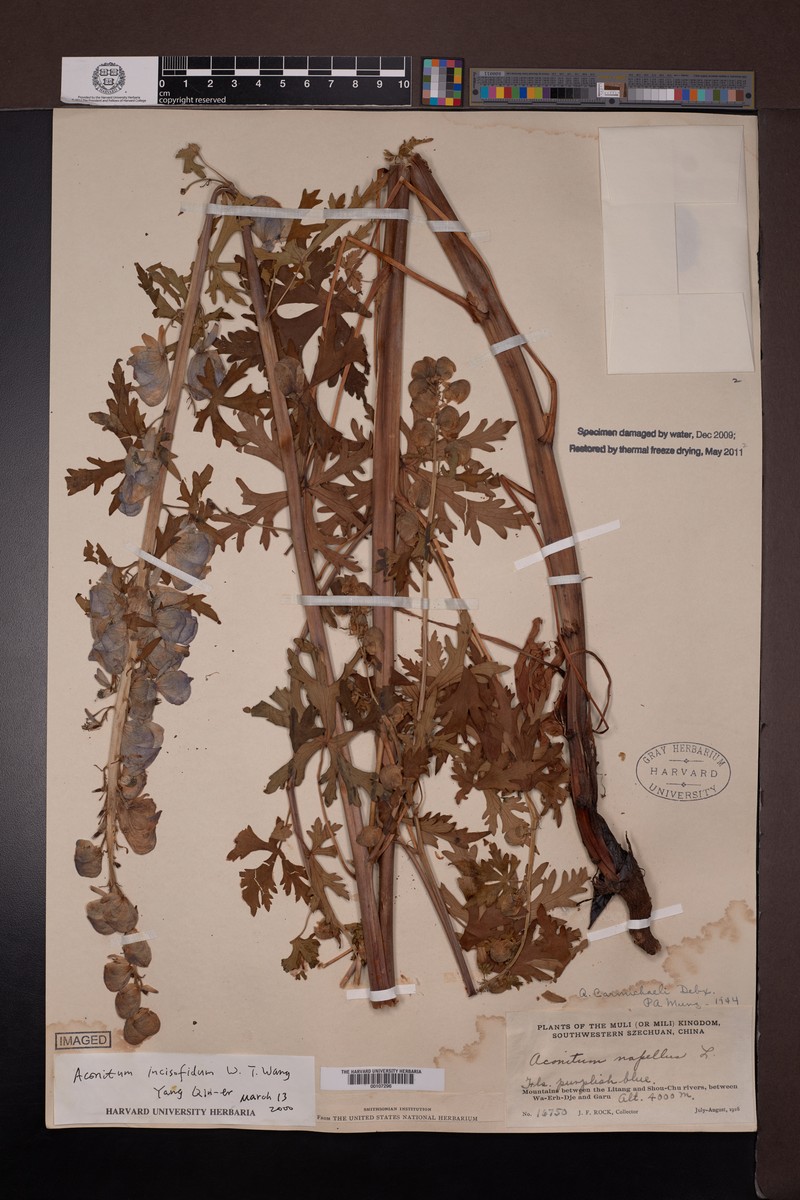 Aconitum incisofidum photo 3