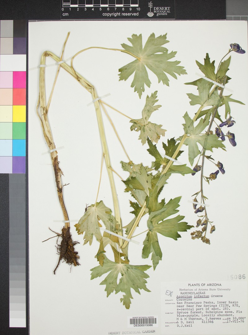 Arizona Monkshood