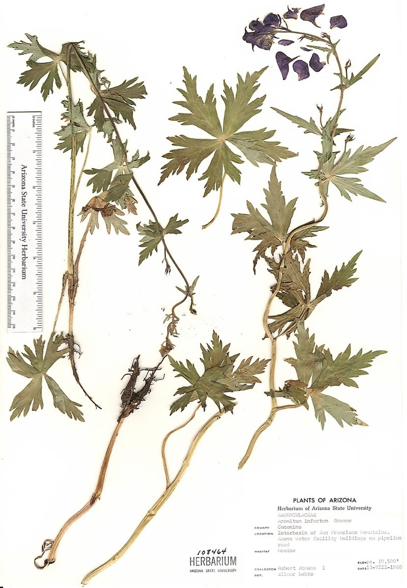 Arizona Monkshood photo 2