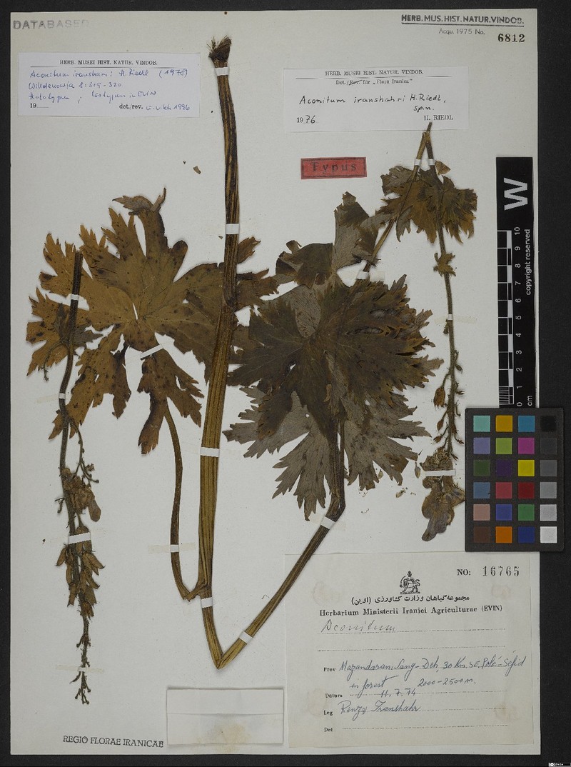 Aconitum iranshahrii
